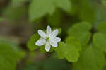 Rue anemone <BR>Windflower